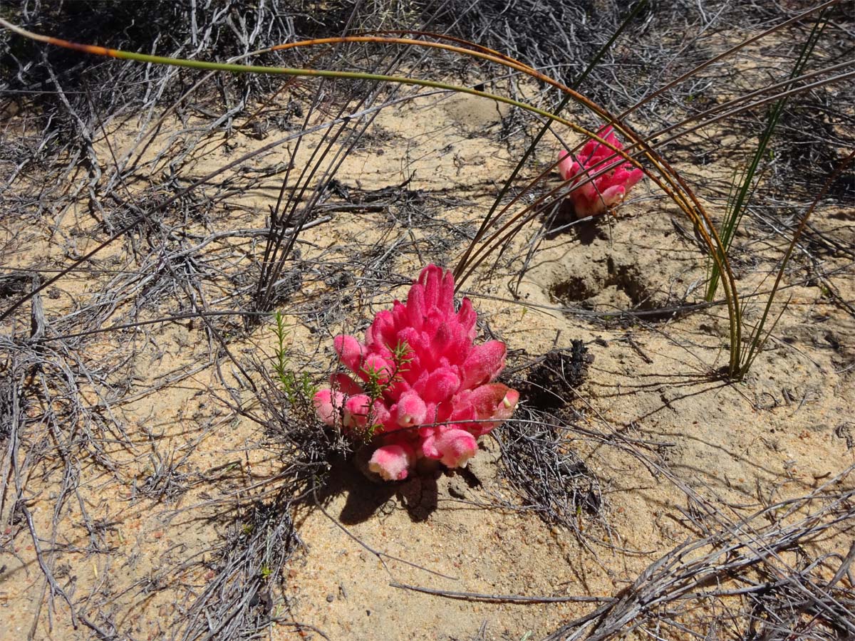 Image of Hyobanche sanguinea specimen.