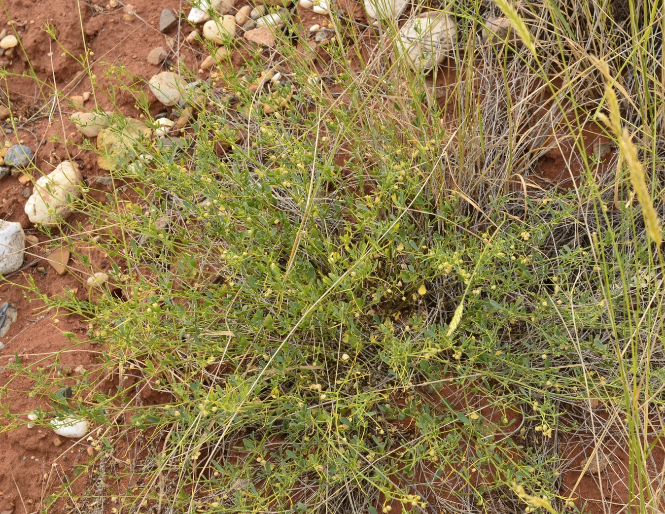 Image of Medicago cancellata specimen.