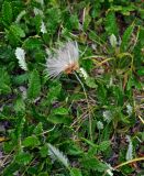 Dryas oxyodonta. Плодоносящее растение. Красноярский край, Ермаковский р-н, природный парк \"Ергаки\", гора Видовка, ≈ 1900 м н.у.м., горная тундра. 15.07.2018.