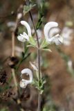 Salvia spinosa. Часть соцветия. Узбекистан, г. Ташкент, Ботанический сад им. Ф.Н. Русанова. 22.08.2009.