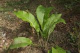 Inula helenium. Вегетирующее растение. Краснодарский край, г. Сочи, Лазаревский р-н, окр. с. Уч-Дере, подножие горы, покрытой широколиственным лесом. 01.08.2018.