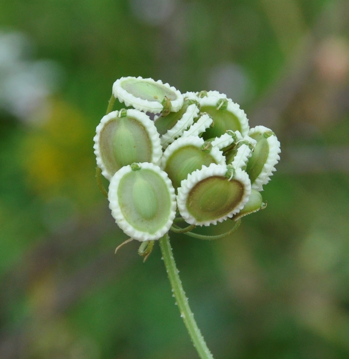 Image of Tordylium aegyptiacum specimen.