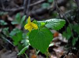 Viola uniflora. Верхушка цветущего растения. Алтай, Майминский р-н, гора Малая Синюха, ≈ 1200 м н.у.м., опушка хвойно-лиственного леса. 09.06.2019.