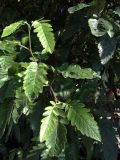 Sorbus × thuringiaca. Ветвь с листьями. Мурманск, обочина дороги возле магазина \"Полюс\", в культуре. 13.07.2010.
