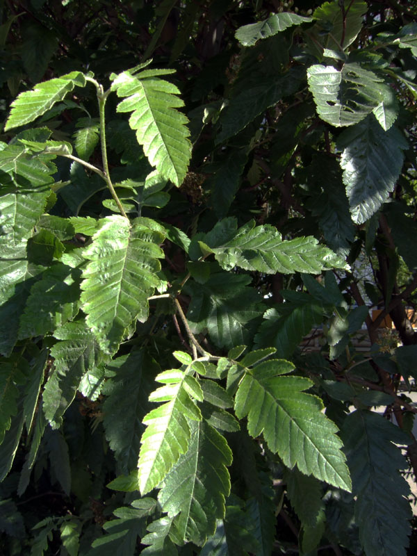 Изображение особи Sorbus &times; thuringiaca.