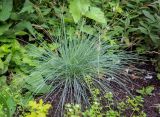 genus Festuca. Плодоносящее растение. Пермский край, г. Пермь, Кировский р-н, клумба. 07.07.2019.