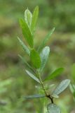 Chamaedaphne calyculata. Молодой побег. Ленинградская обл., окр. дер. Кемка, кустарничково-сфагновый сосняк. 10.06.2010.