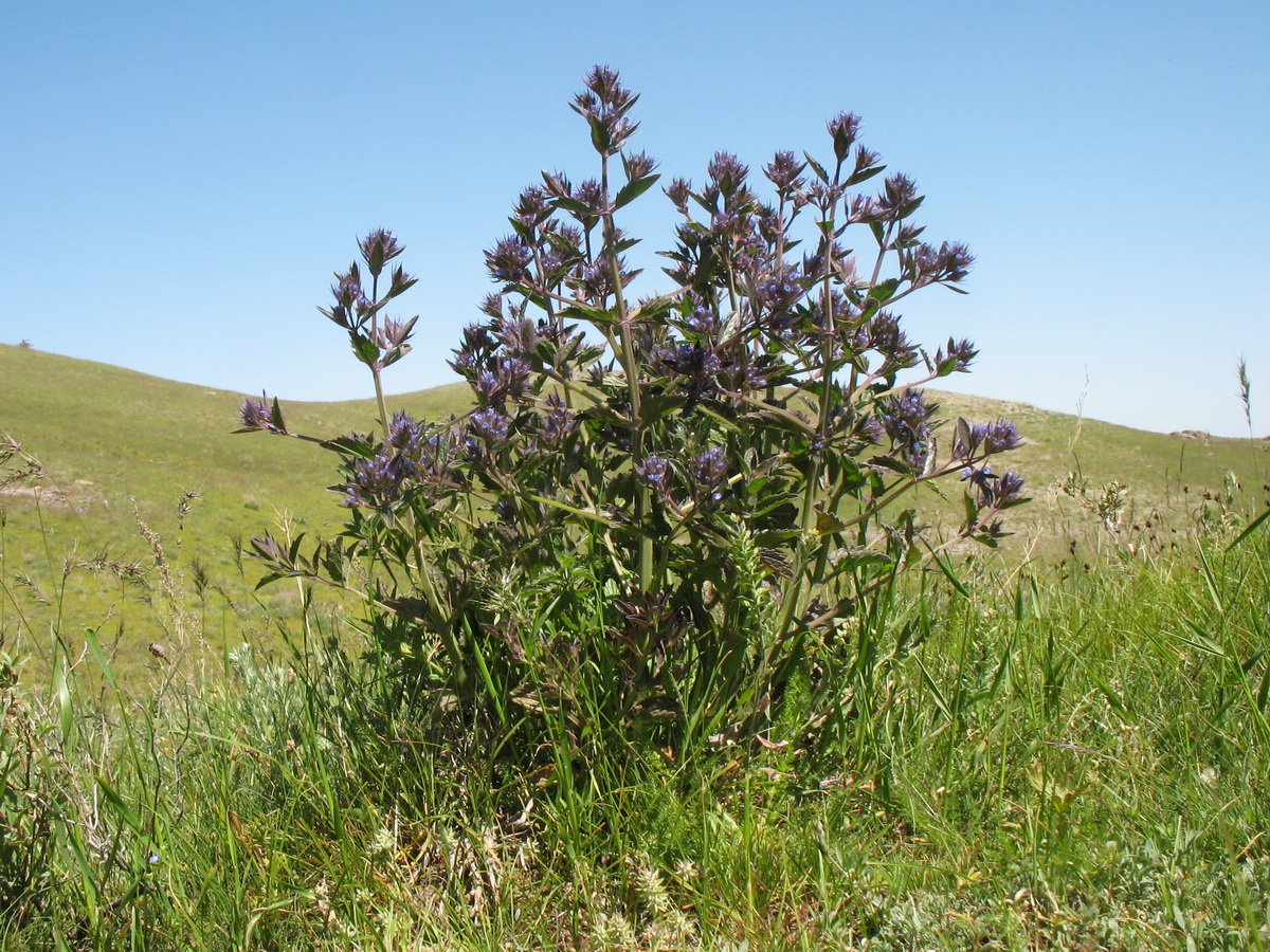 Image of Nepeta ucranica specimen.