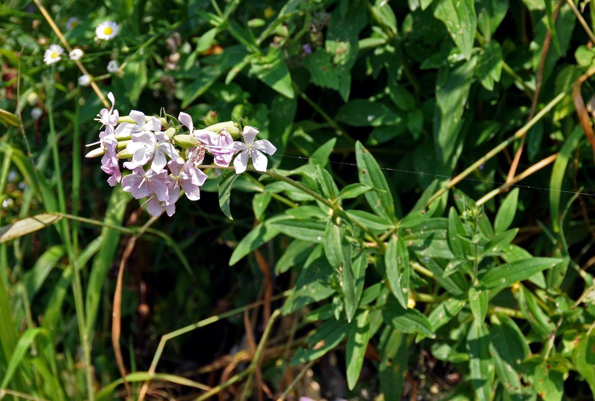 Image of Saponaria officinalis specimen.