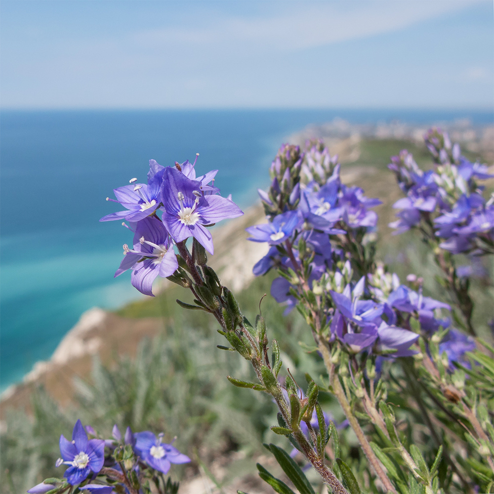 Image of Veronica multifida specimen.