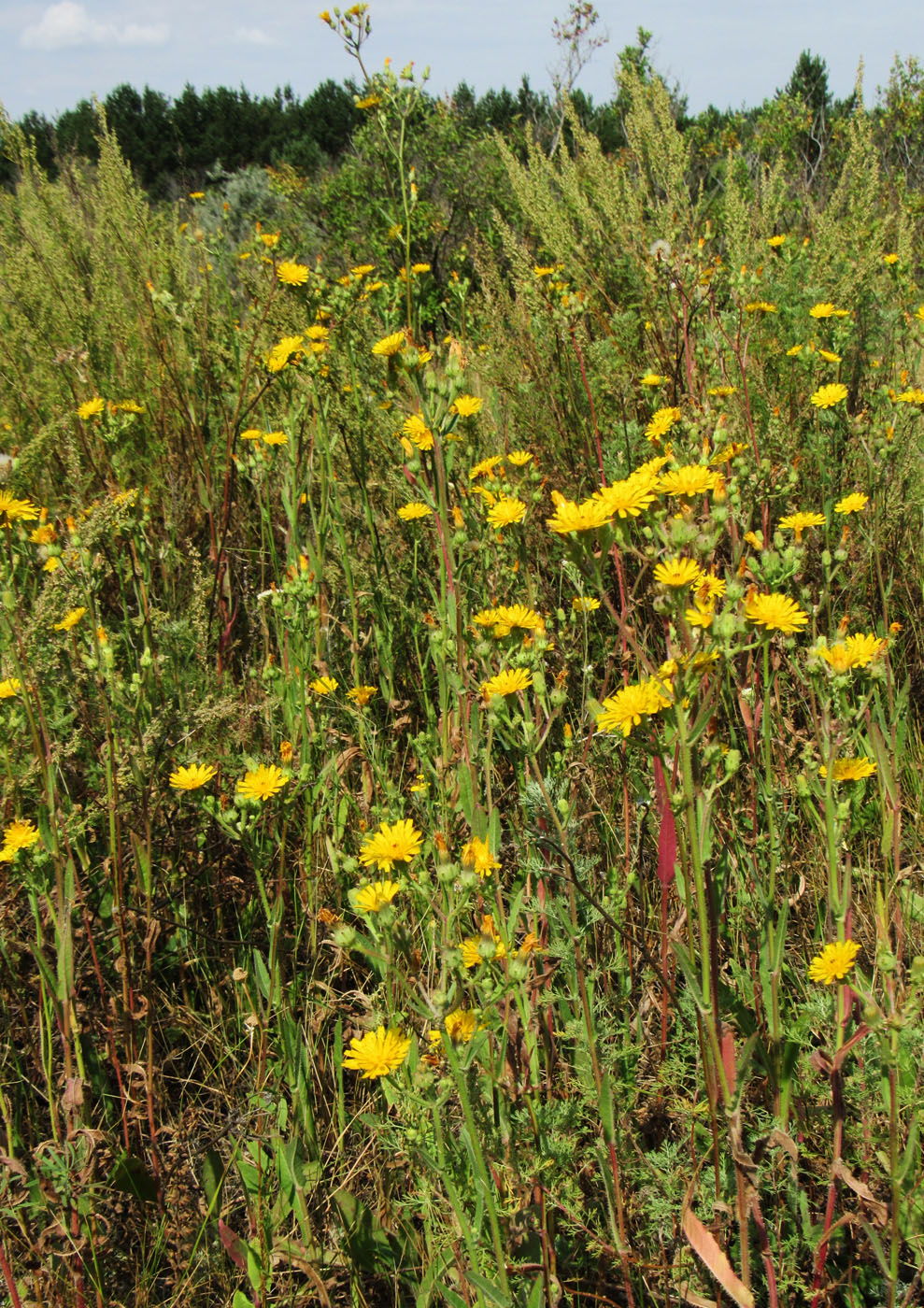 Image of Picris hieracioides specimen.