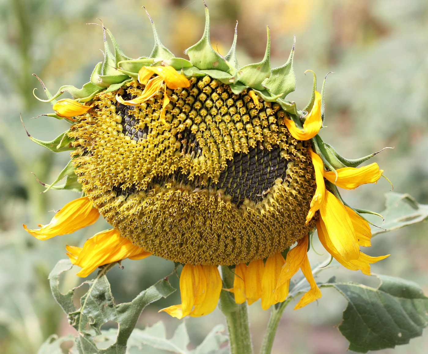 Image of Helianthus annuus specimen.