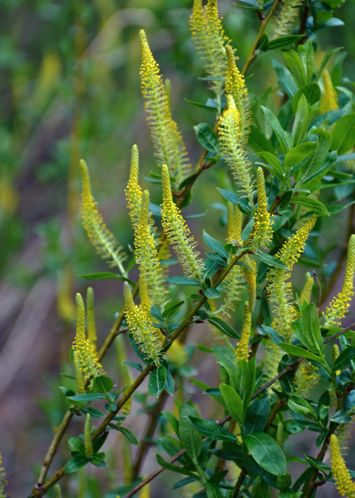 Image of Salix triandra specimen.