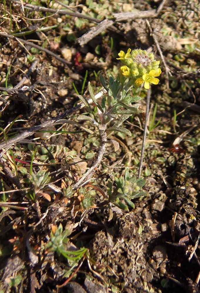 Изображение особи род Alyssum.