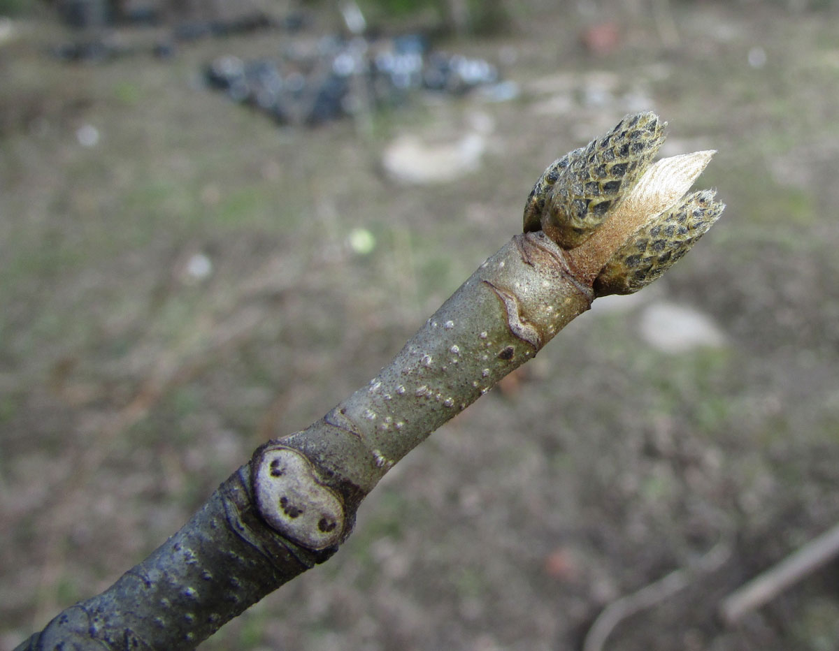 Изображение особи Pterocarya rhoifolia.