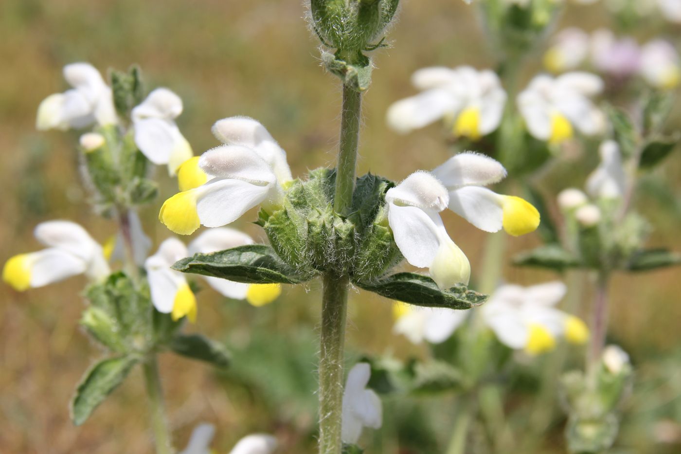 Изображение особи Phlomoides labiosa.