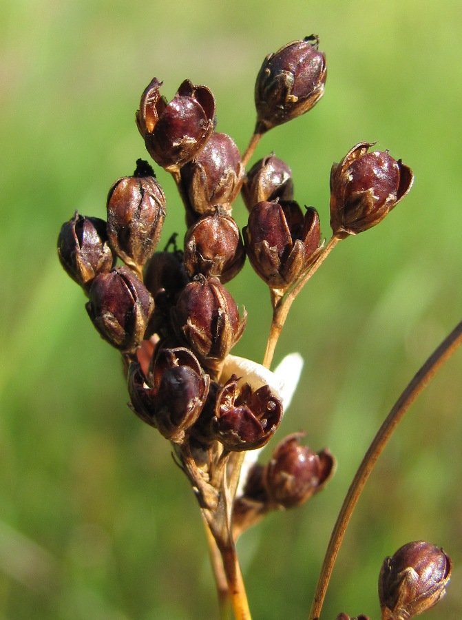 Изображение особи Juncus compressus.