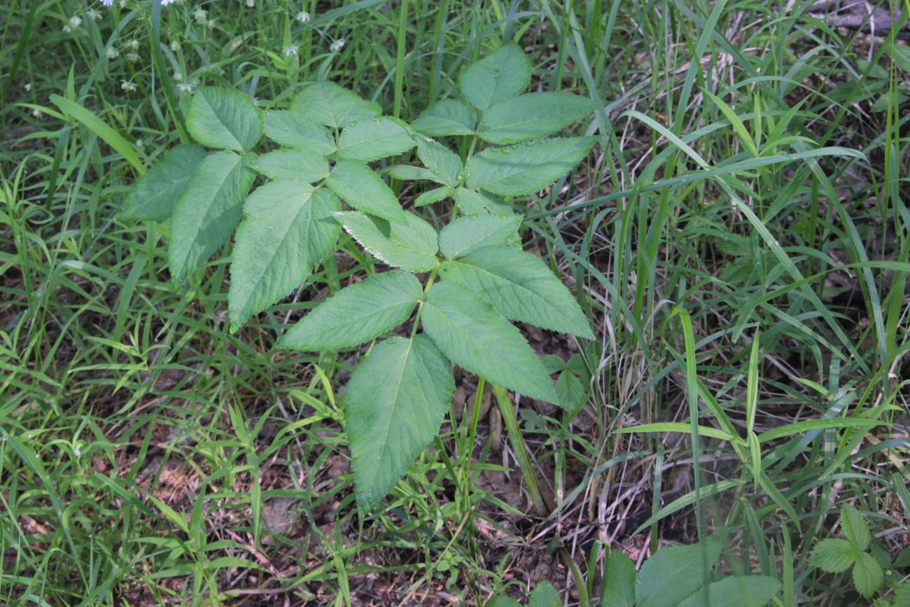 Изображение особи Angelica sylvestris.