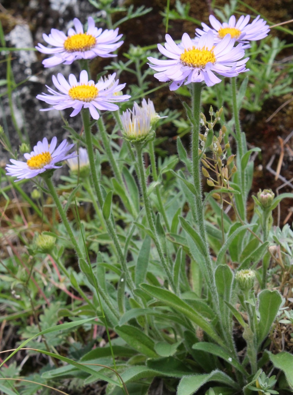 Image of Aster alpinus specimen.