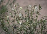 Spergula arvensis