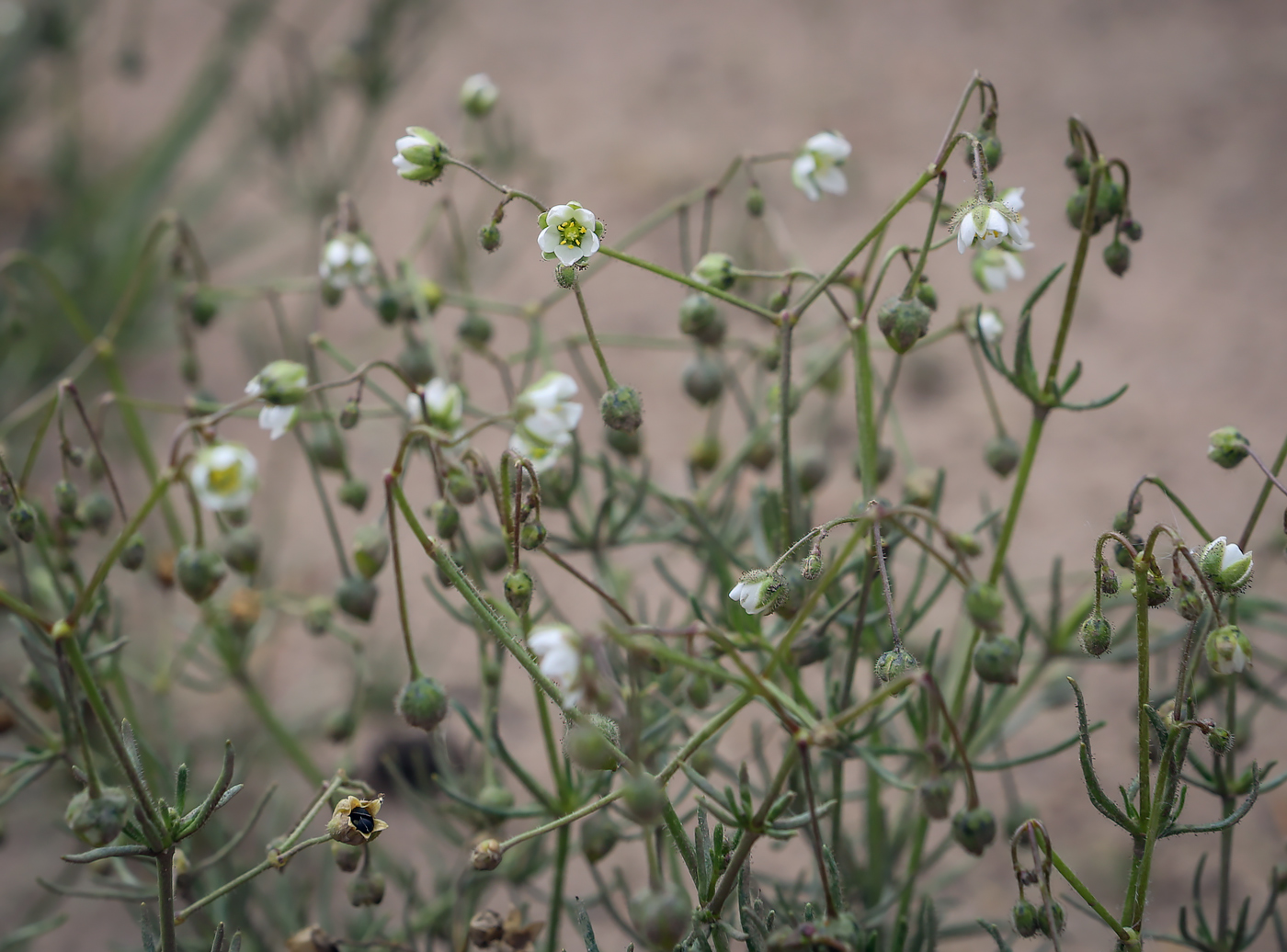 Изображение особи Spergula arvensis.