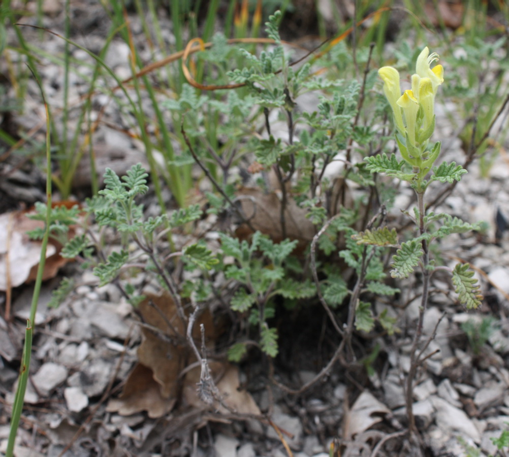 Изображение особи Scutellaria orientalis.