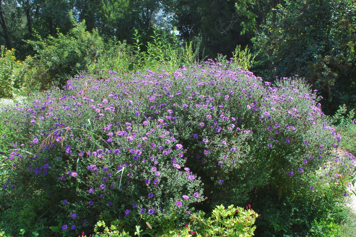 Image of Symphyotrichum novae-angliae specimen.