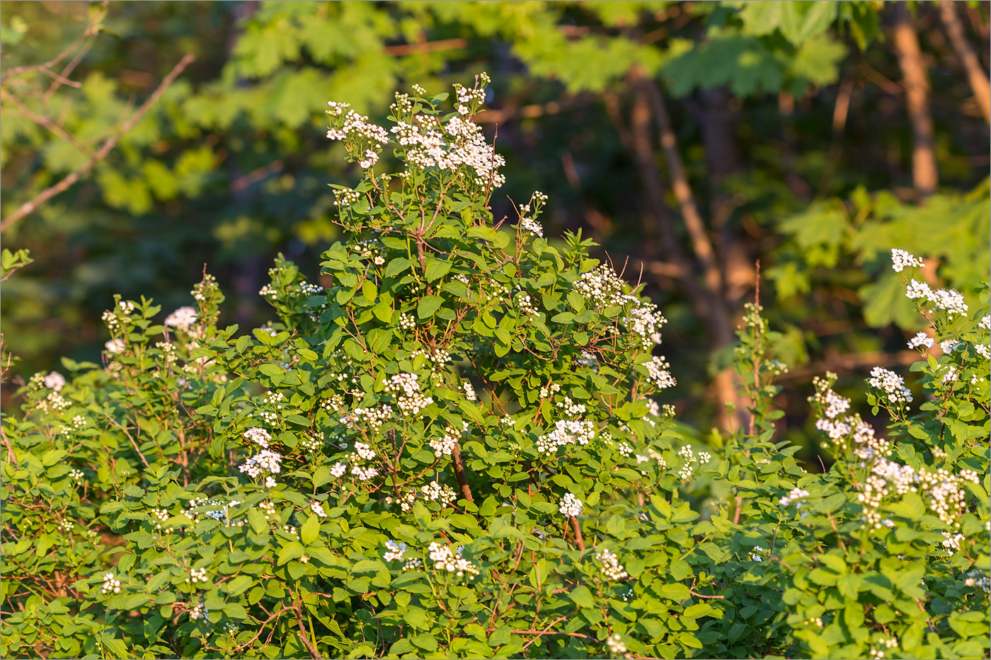 Изображение особи род Spiraea.