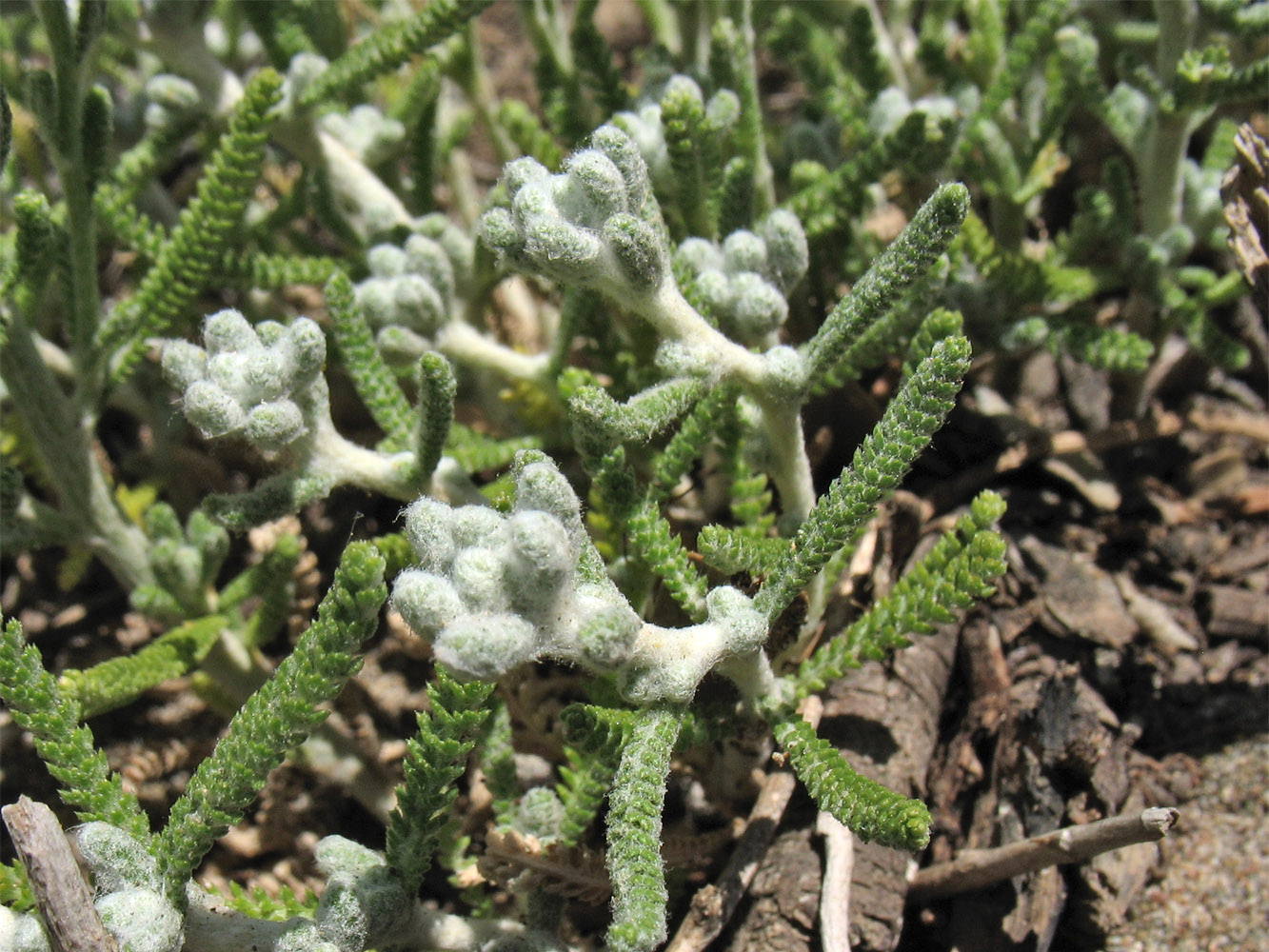 Image of Achillea cretica specimen.