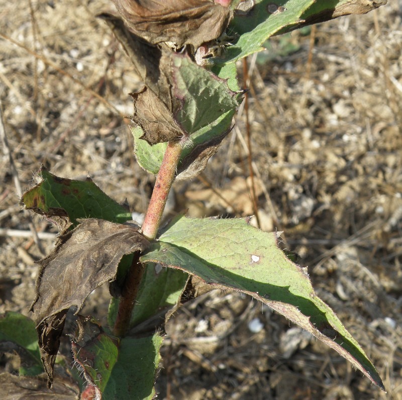 Image of Hieracium robustum specimen.