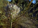 Смотреть изображение Allium savranicum