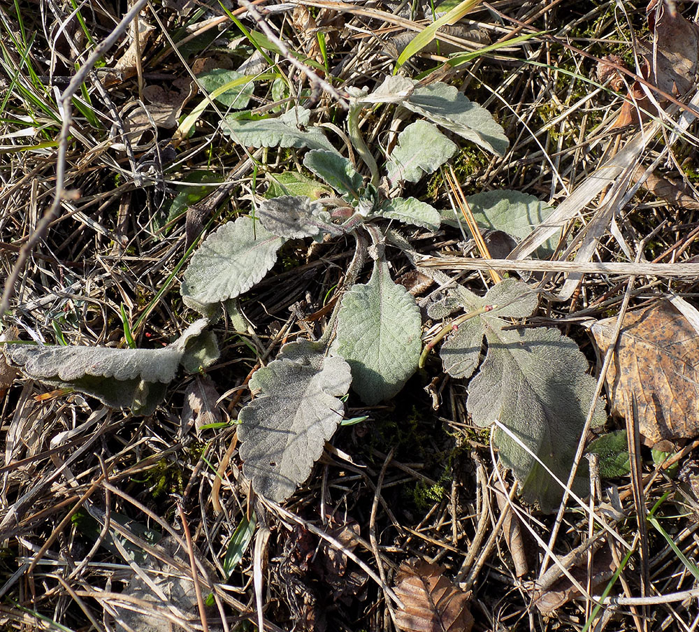 Image of Scabiosa bipinnata specimen.