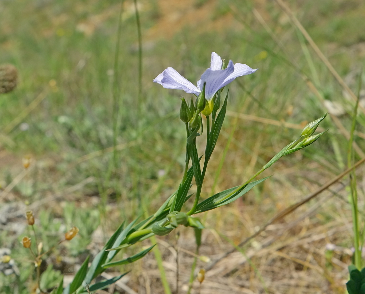 Изображение особи Linum nervosum.