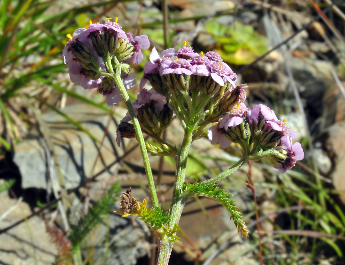 Изображение особи род Achillea.