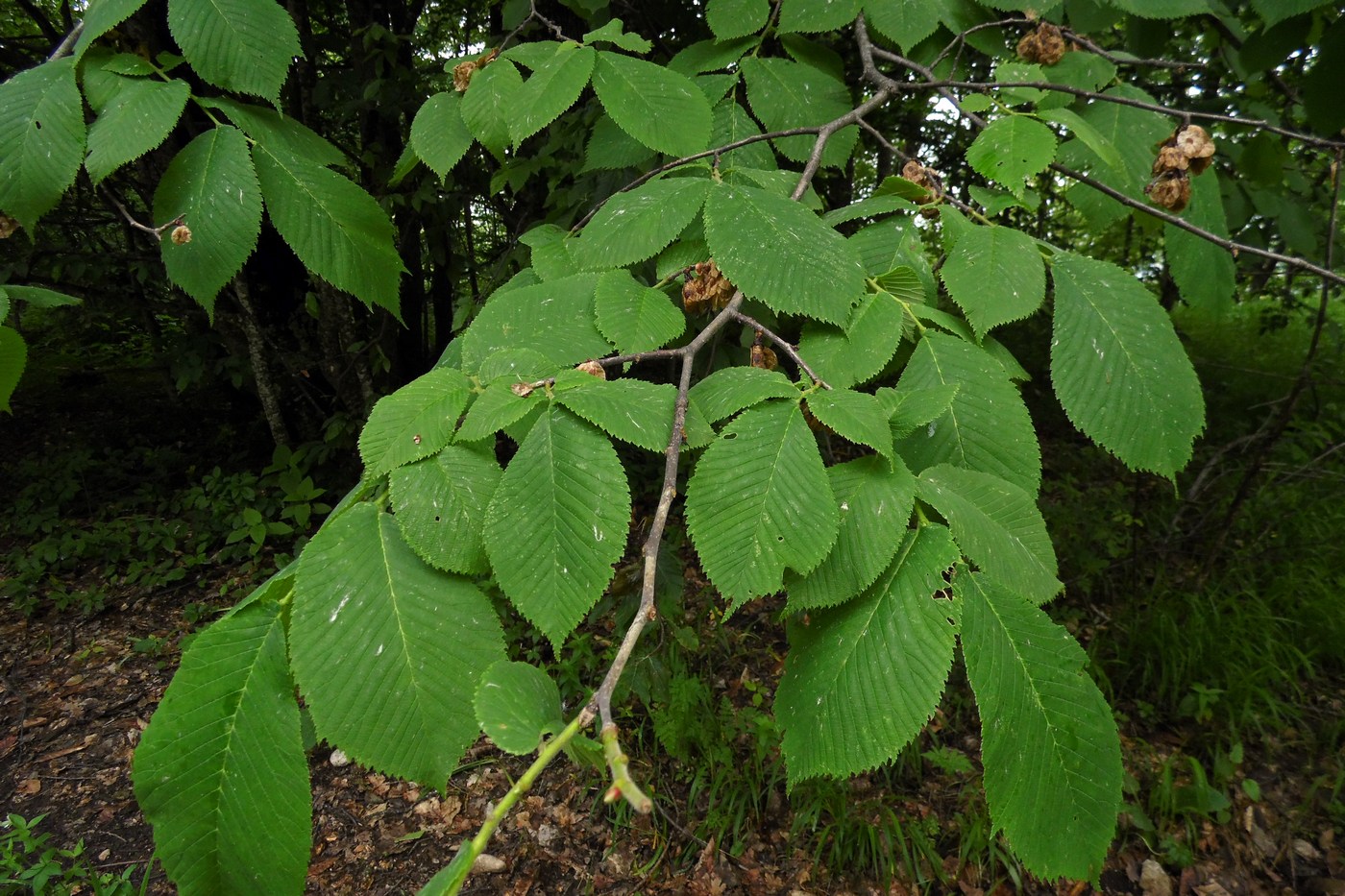 Изображение особи Ulmus glabra.