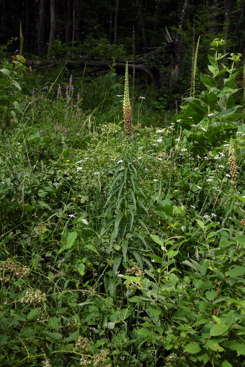 Image of Digitalis schischkinii specimen.