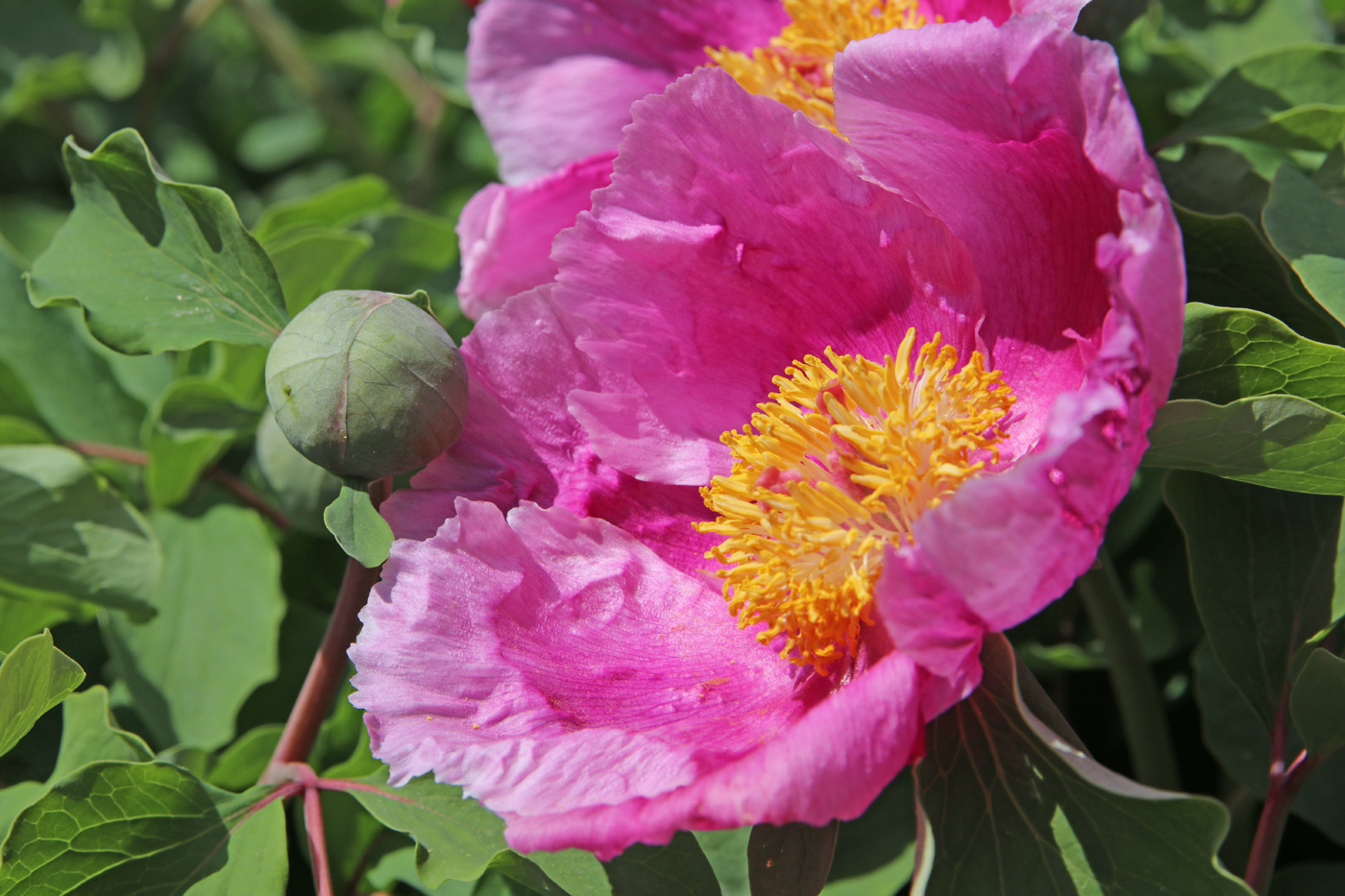 Изображение особи Paeonia daurica.