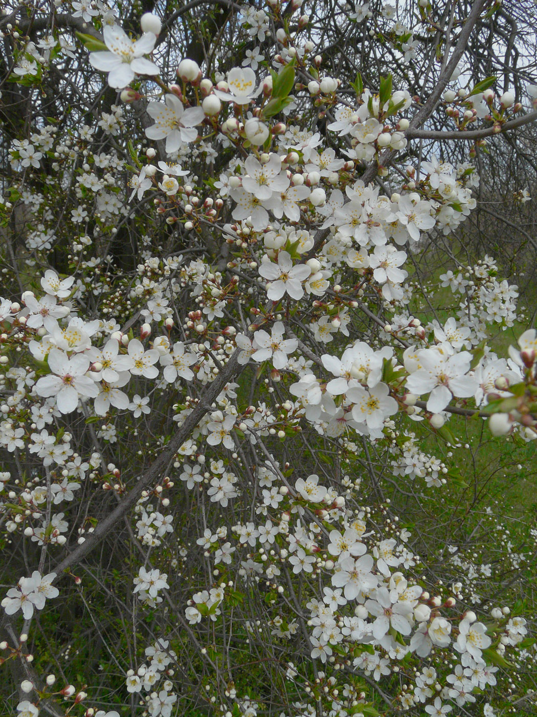 Изображение особи Prunus cerasifera.