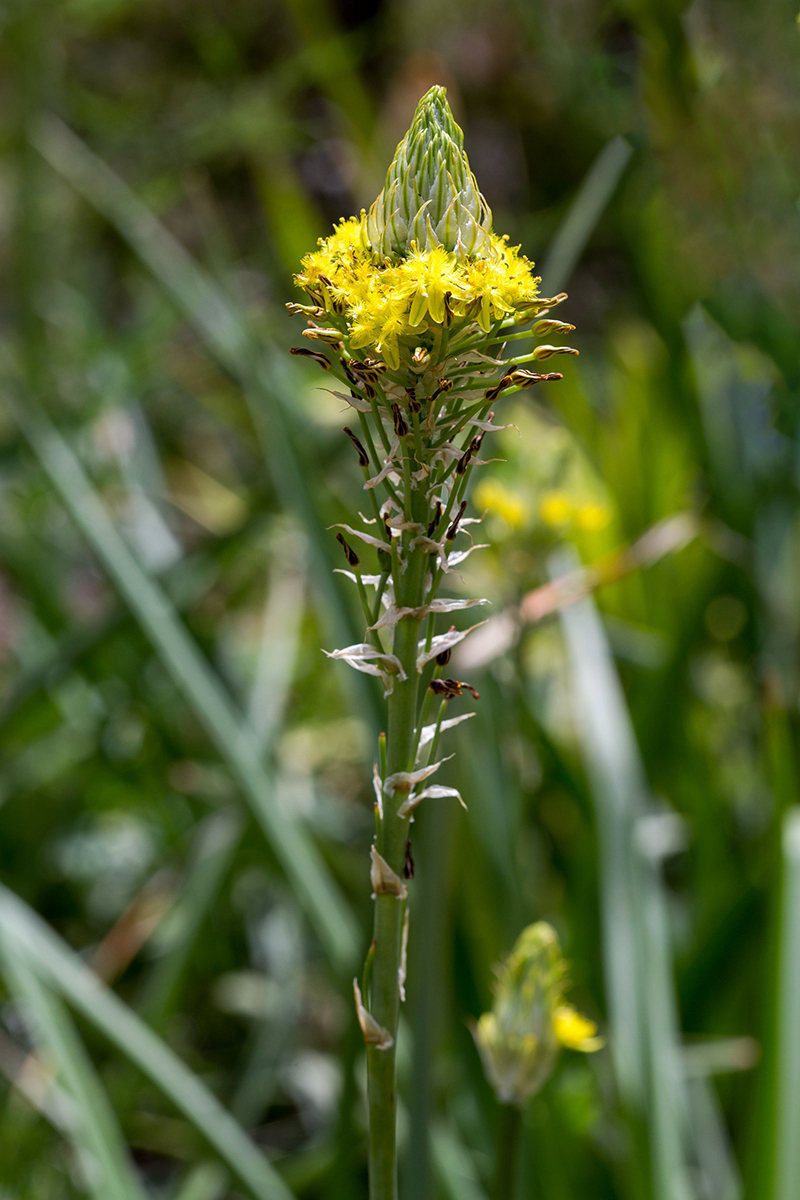 Image of Bulbine narcissifolia specimen.