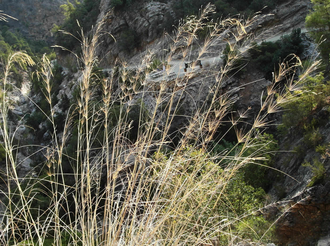 Image of Oloptum thomasii specimen.