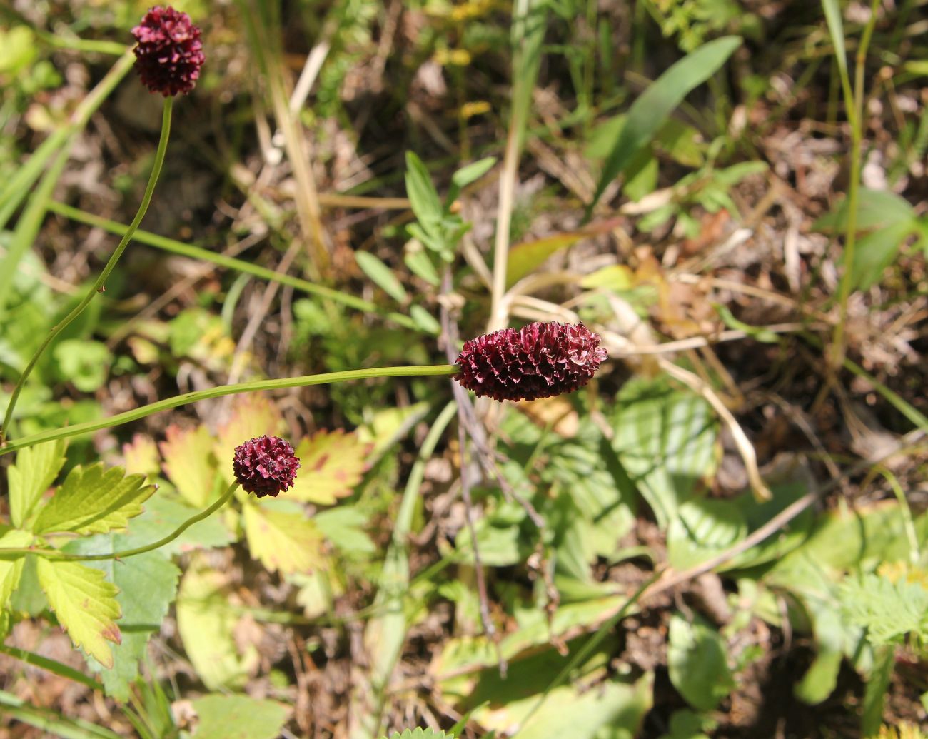 Image of Sanguisorba officinalis specimen.