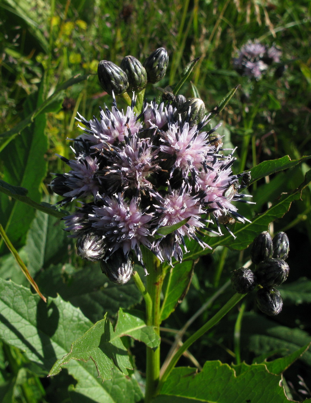 Image of Saussurea latifolia specimen.