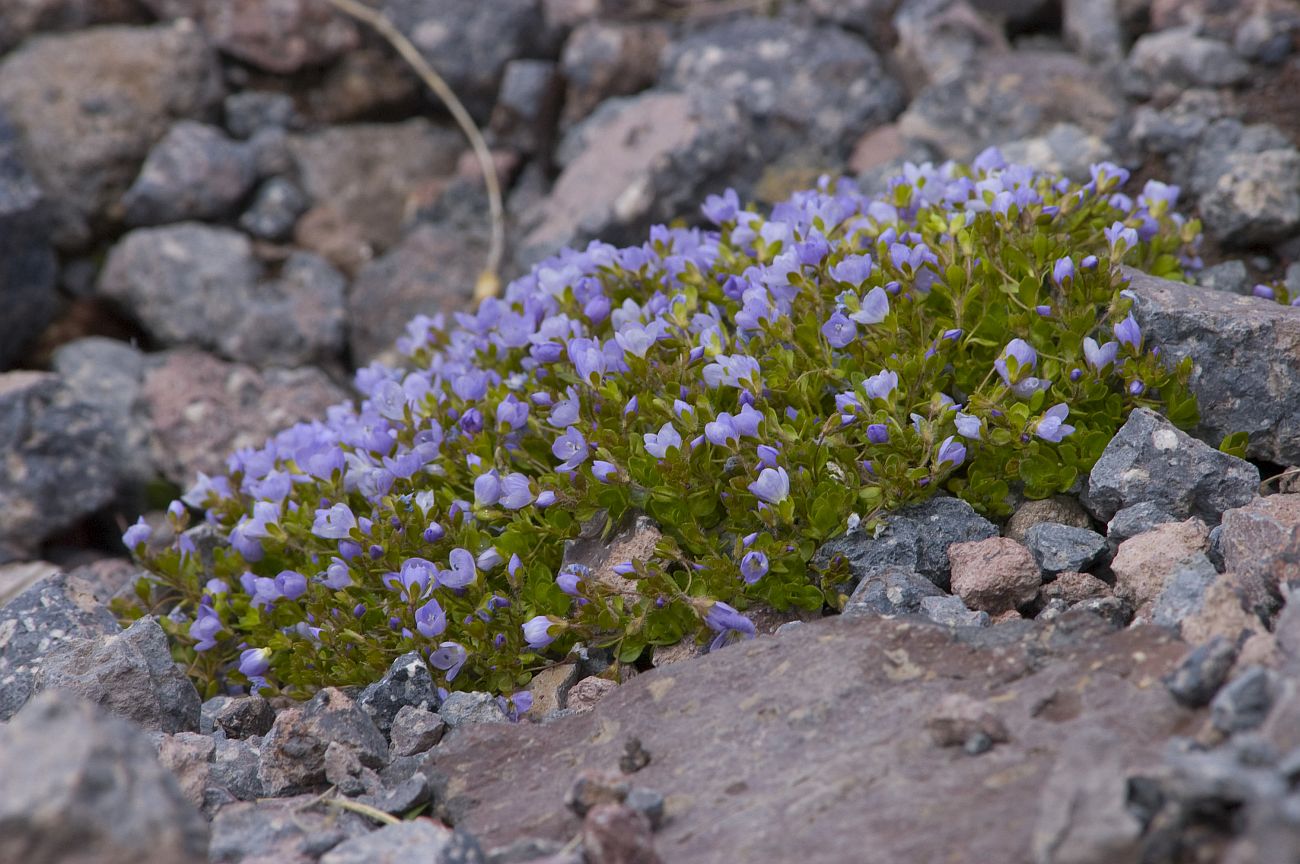 Image of Veronica minuta specimen.