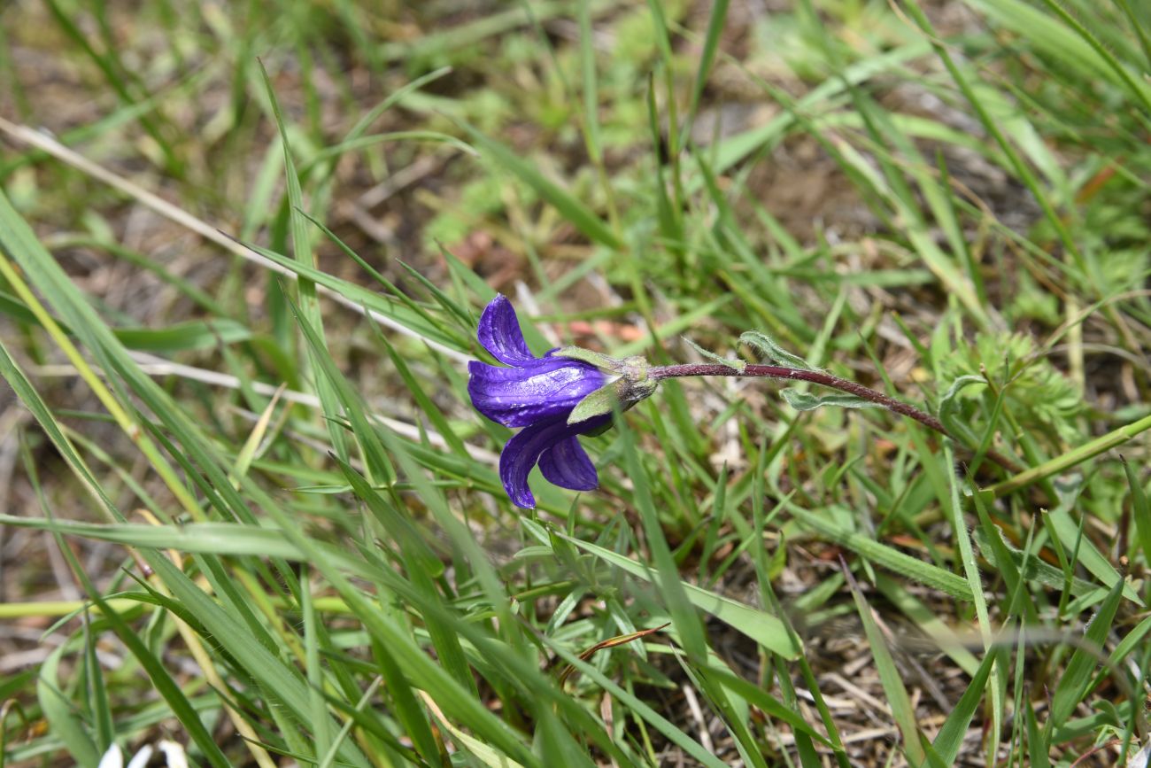 Image of Campanula saxifraga specimen.