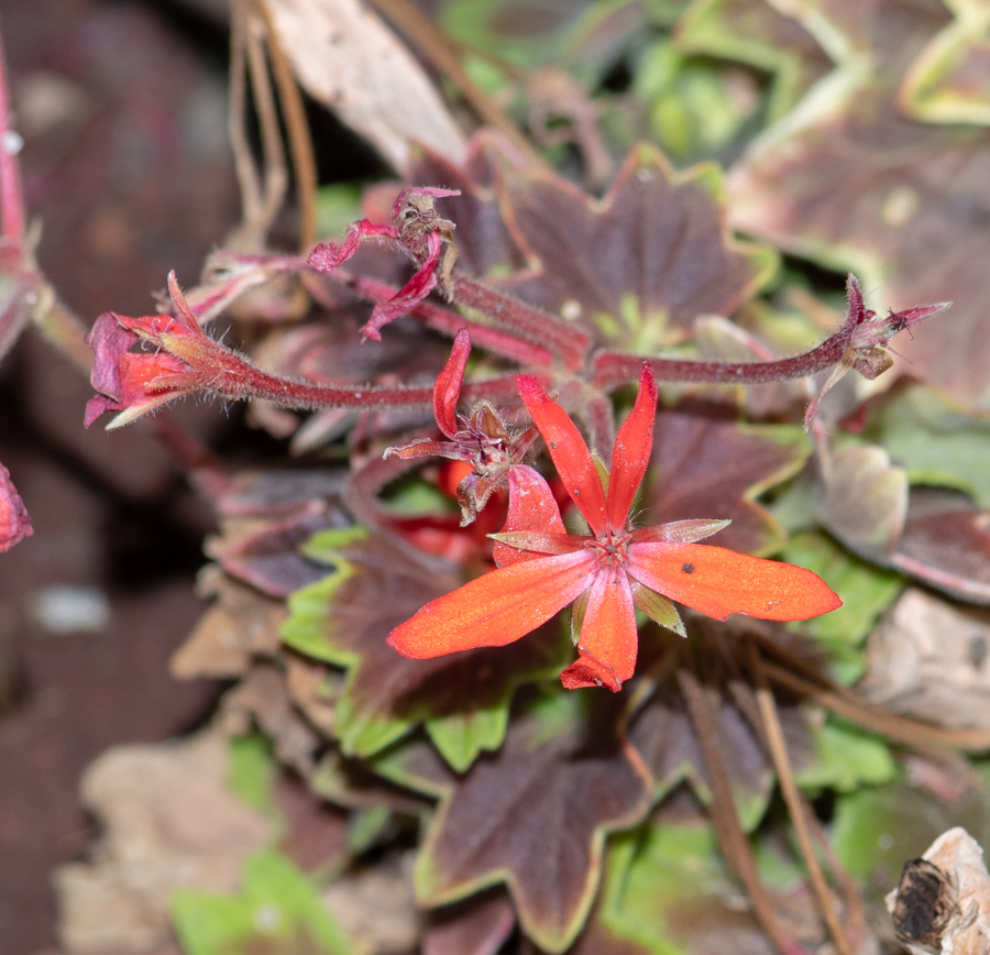 Изображение особи род Pelargonium.