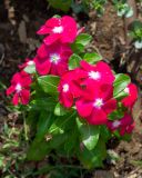 Catharanthus roseus. Цветущее растение. Израиль, г. Бат-Ям, в культуре, на клумбе. 09.10.2022.