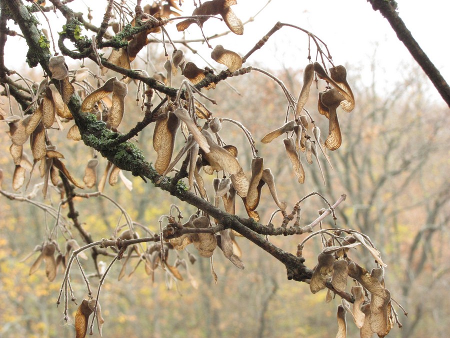 Image of Acer campestre specimen.