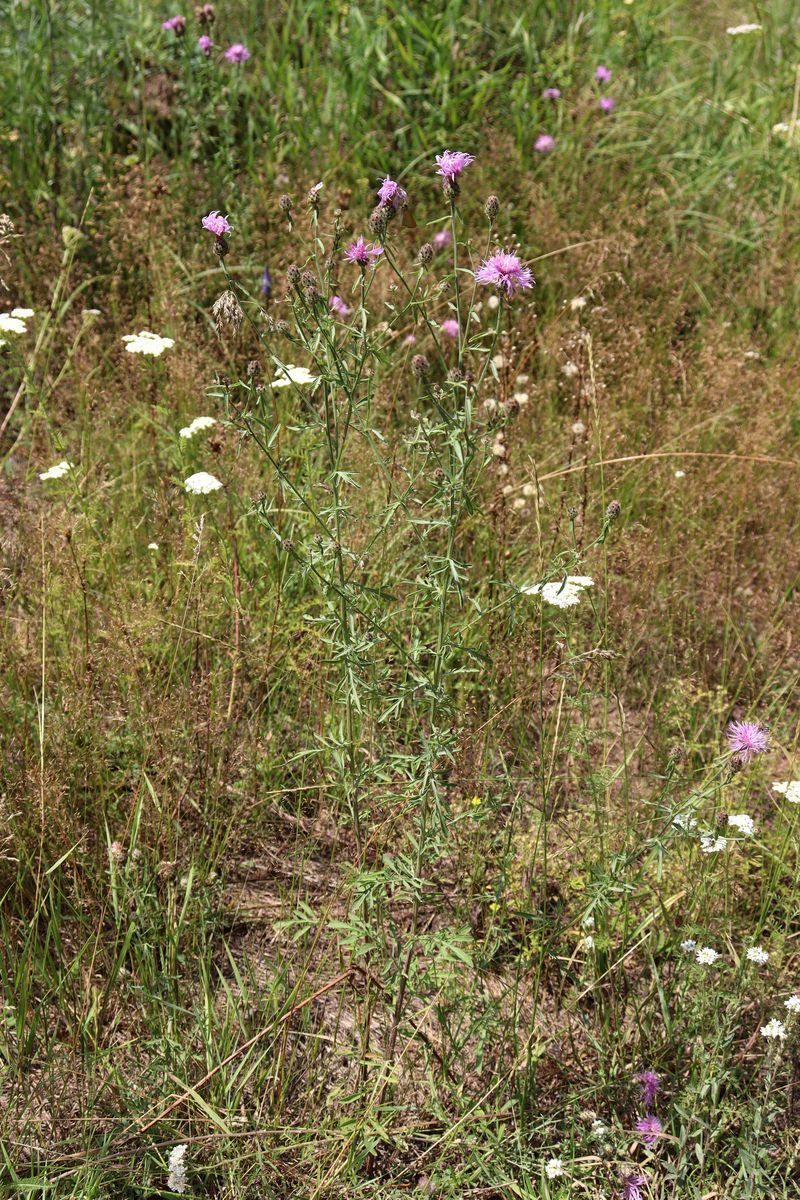 Image of Centaurea stoebe specimen.