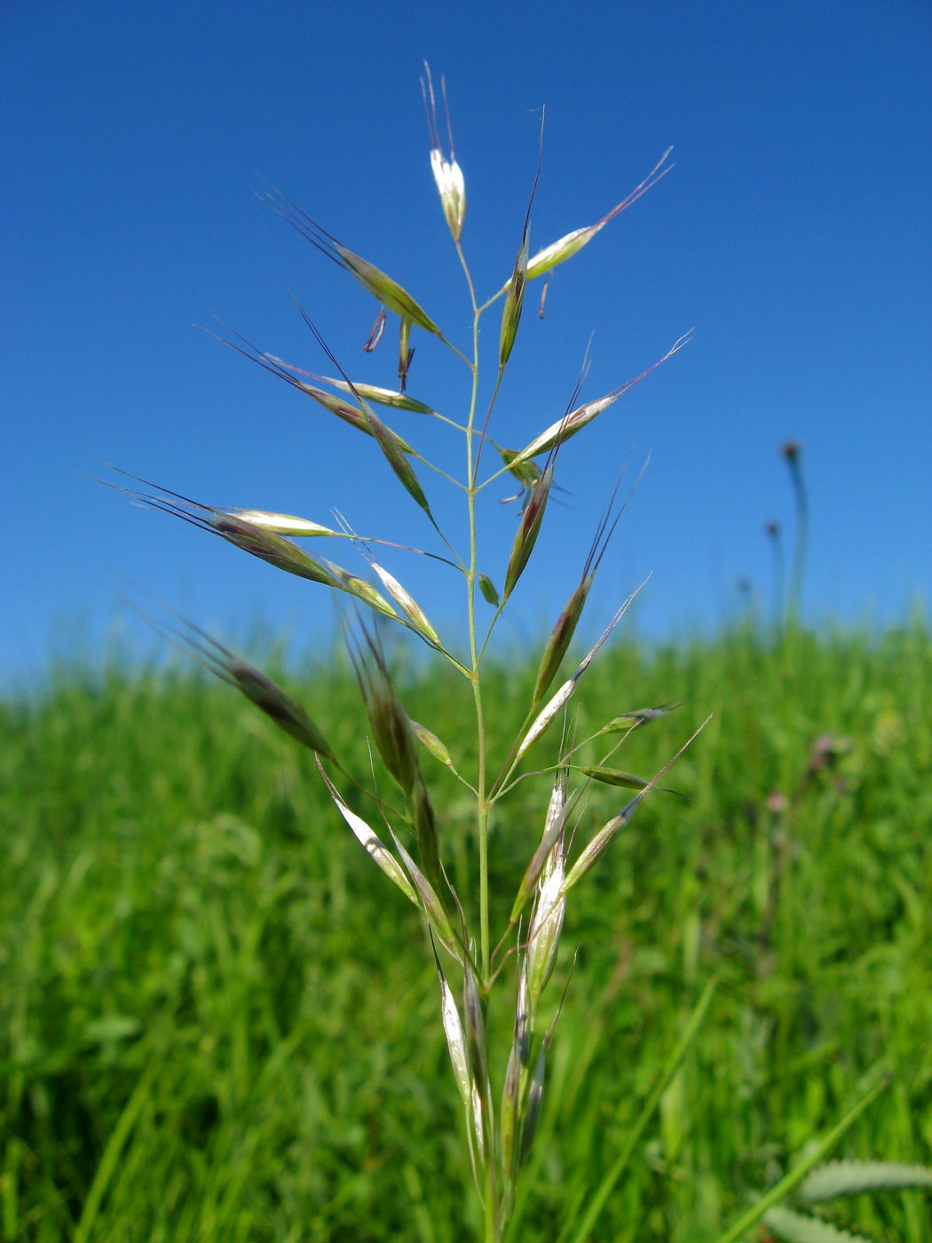 Image of Helictotrichon pubescens specimen.