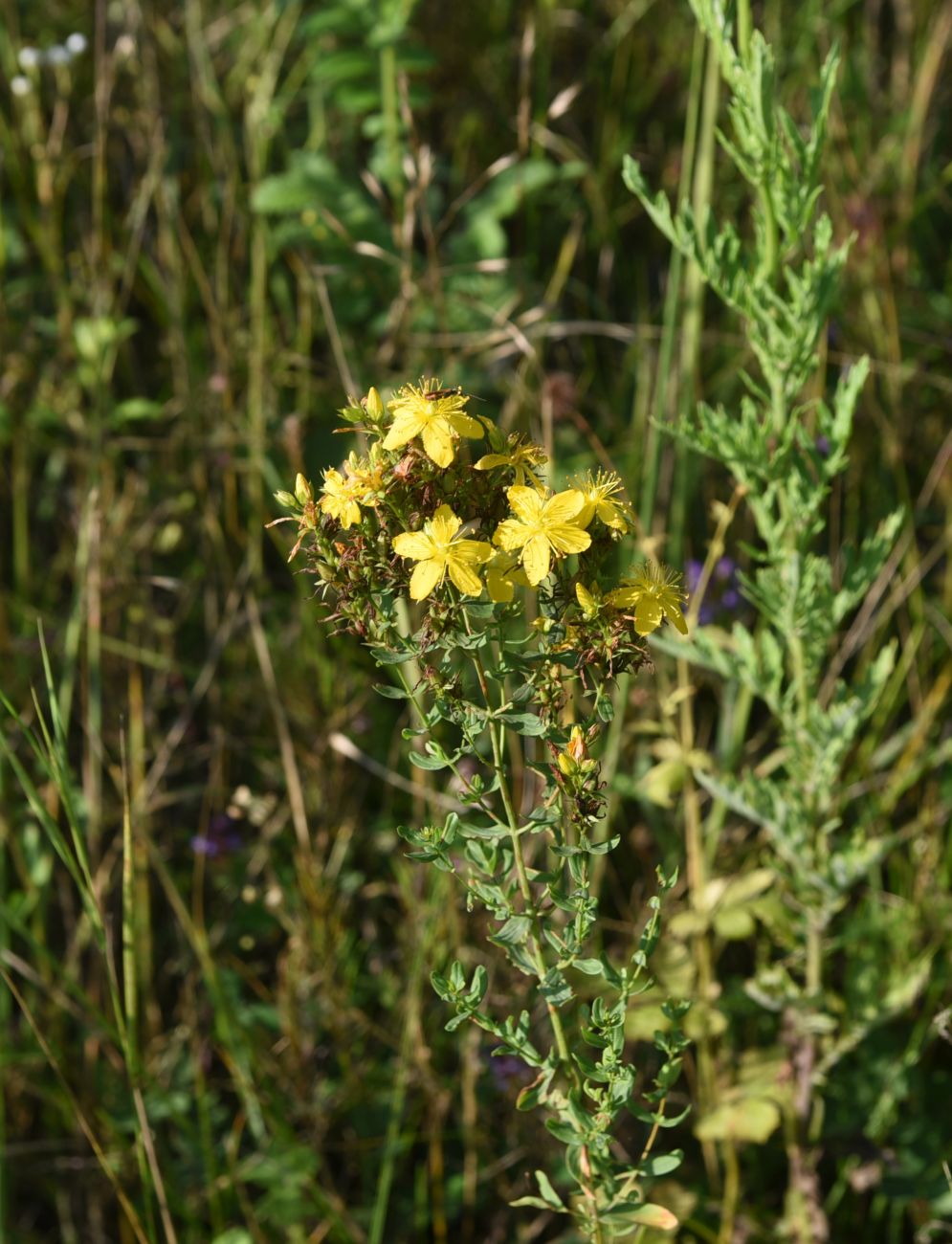 Image of Hypericum perforatum specimen.